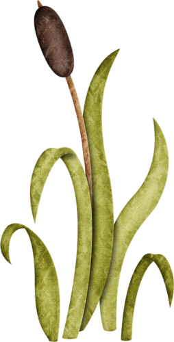 Jss Happycamper Cattail 2 - Illustration (254x500), Png Download