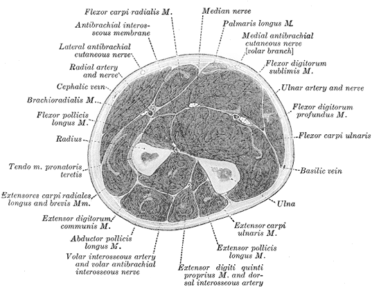 Forearm Cut - Cross Section Of Forearm Muscles (550x422), Png Download