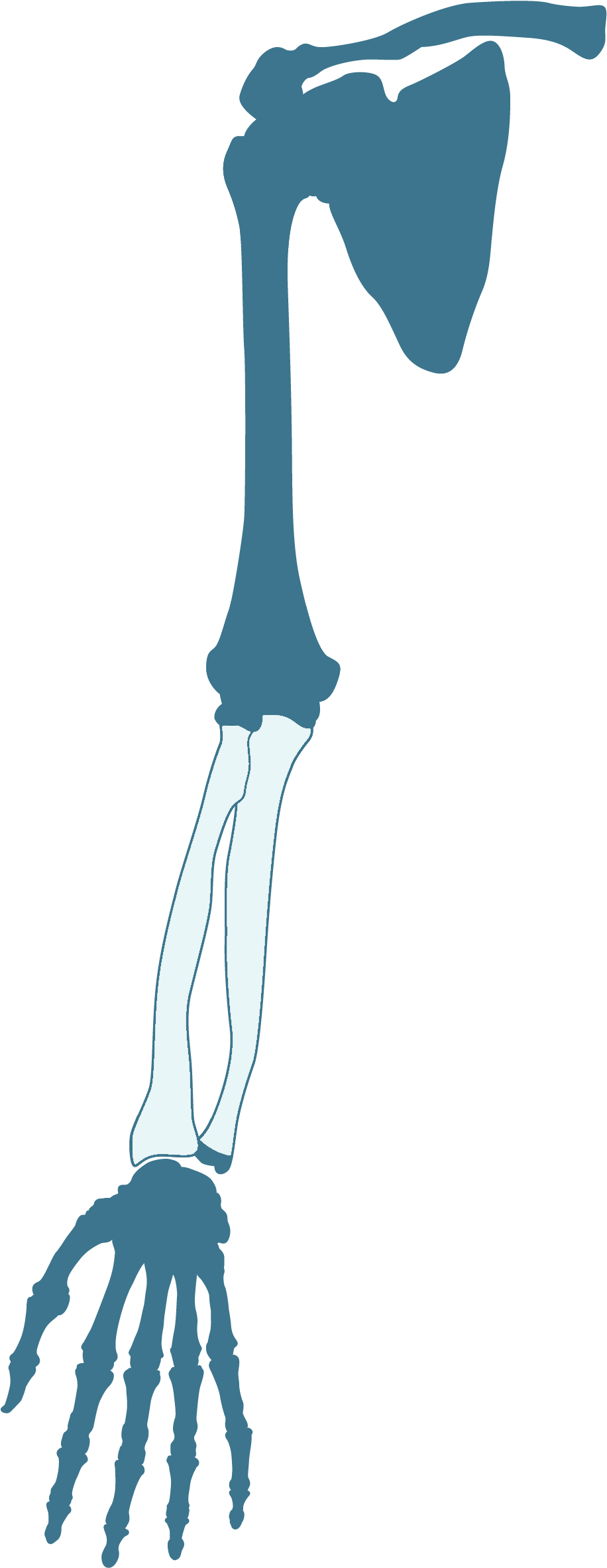 Illustration (1129x2801), Png Download