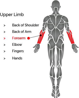 Switch To Back View Switch To Front View - Overhead Triceps Extension Muscles (331x409), Png Download