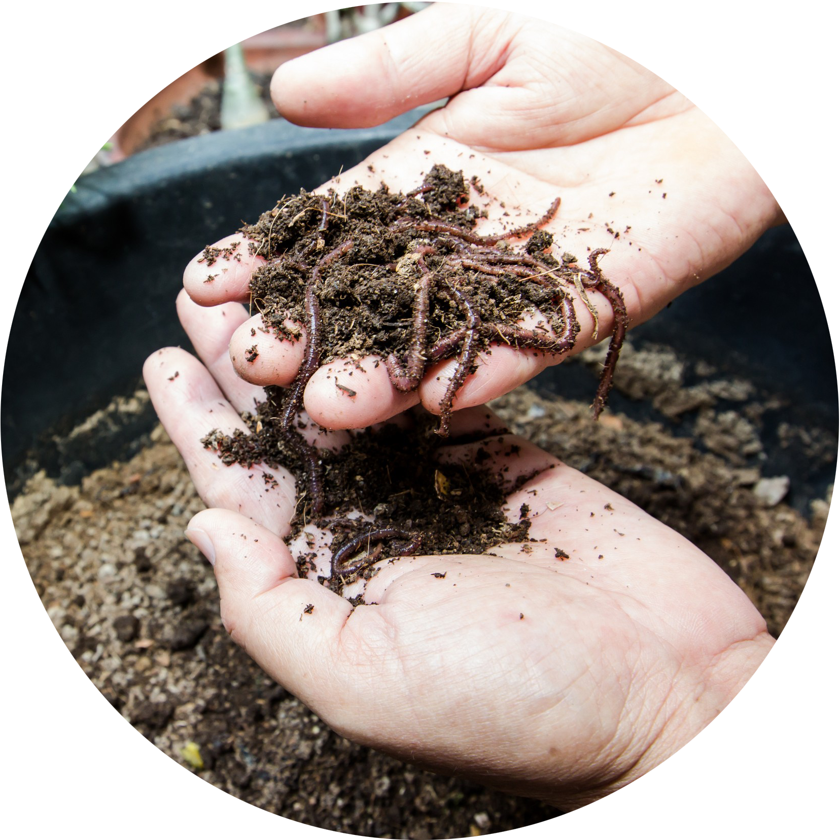 Vermicompost Circle - Eisenia Fetida (1656x1656), Png Download