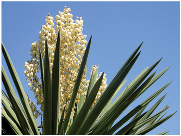 Yucca Schidigera Powder - Yucca (720x546), Png Download