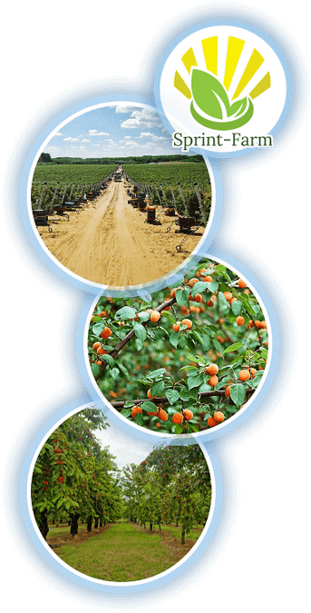 Cultivation Of Vegetables And Fruits As A Member Of - Cash Crop (350x681), Png Download