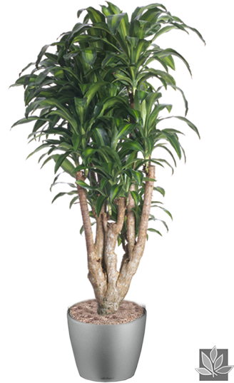 Office Plant Png - Interior Plants Tree Png (400x600), Png Download