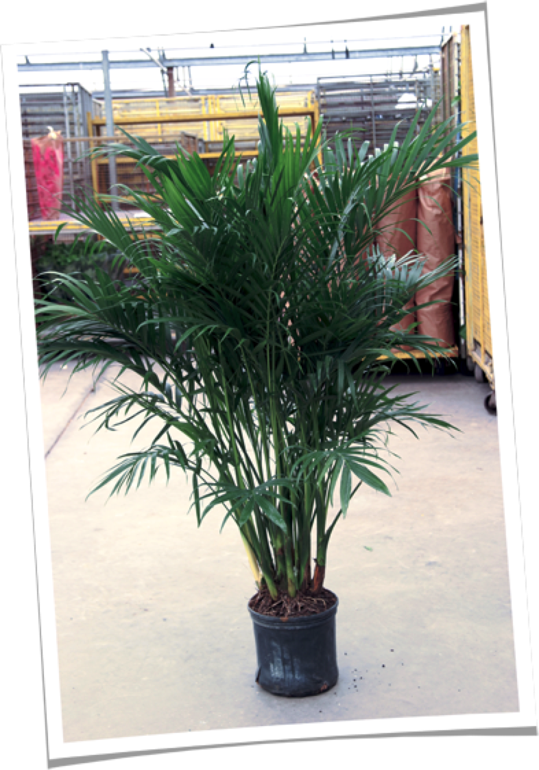 Over The Past Several Hundred Years, Palms Have Been - Date Palms (786x1122), Png Download