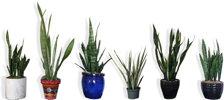 I Also Have An Intense Obsession With Sanseveria - Dollar (860x350), Png Download
