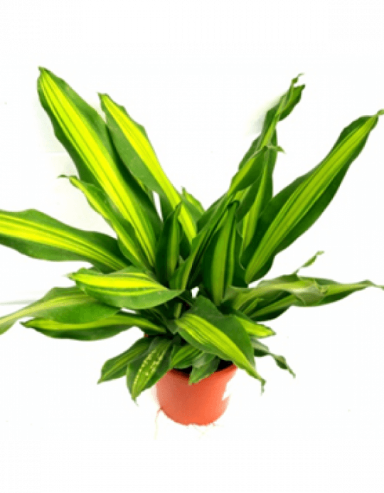 Dracena Darasingh Plant With Fertilizer & Plate Free - Fertilizer (540x693), Png Download