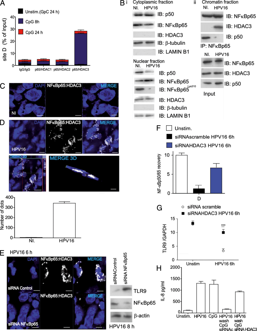 Hpv16 Stimulation Of Hks Induces P65 And Hdac3 Recruitment - Hdac3 (850x1093), Png Download