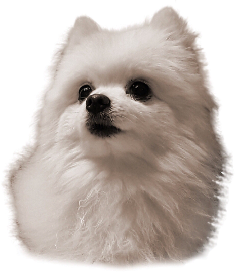 Gabe Gabethedoggo Gabethedog Dog Freetoedit - Gabe The Dog Rip (464x537), Png Download