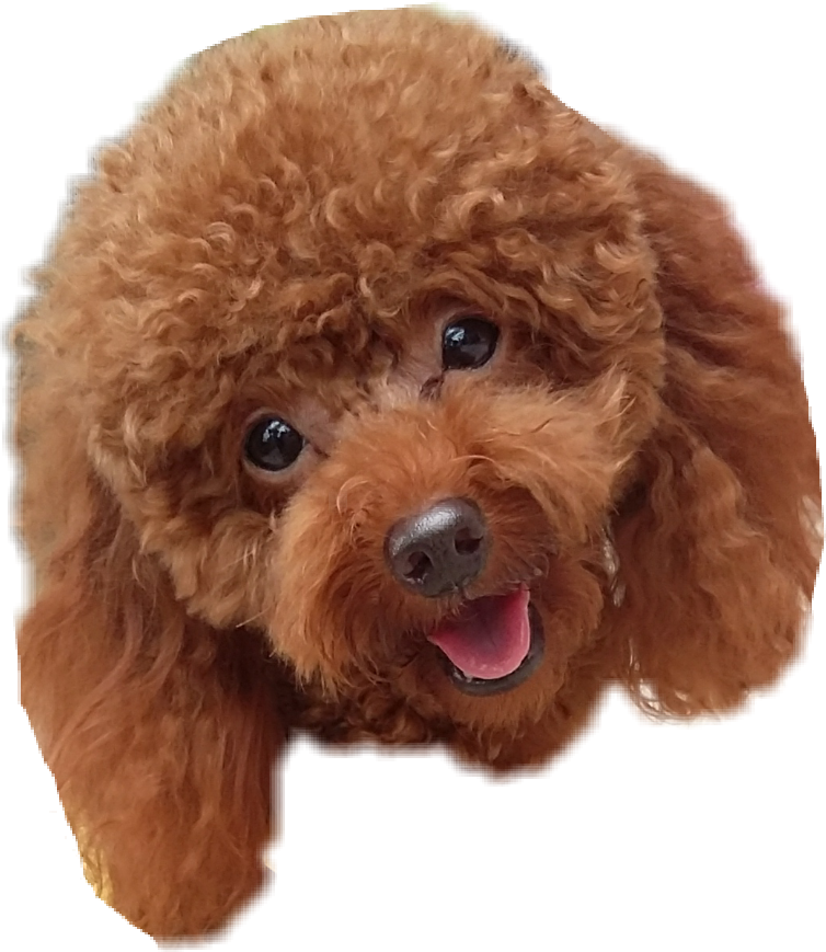 Toy Poodle (754x869), Png Download