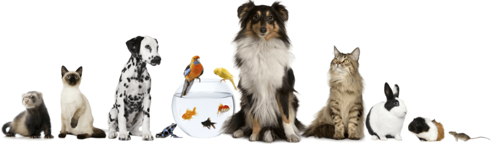 Paradise Pet Parlor - Dog Cat Bird Horse (1000x293), Png Download
