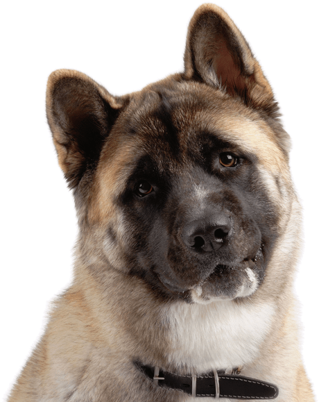 Search - Akita Americano (565x584), Png Download