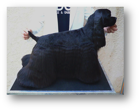 Picture - Dog (546x434), Png Download