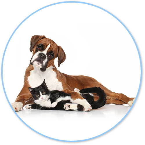 Counseling Regarding Pet Care, Behavior Problems And - Boxer Training Guide Boxer Training Book Includes: (500x500), Png Download
