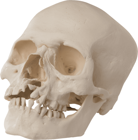 Free Png Skull Png Images Transparent - 3b Scientific A29/3 Human Skull Model (480x486), Png Download