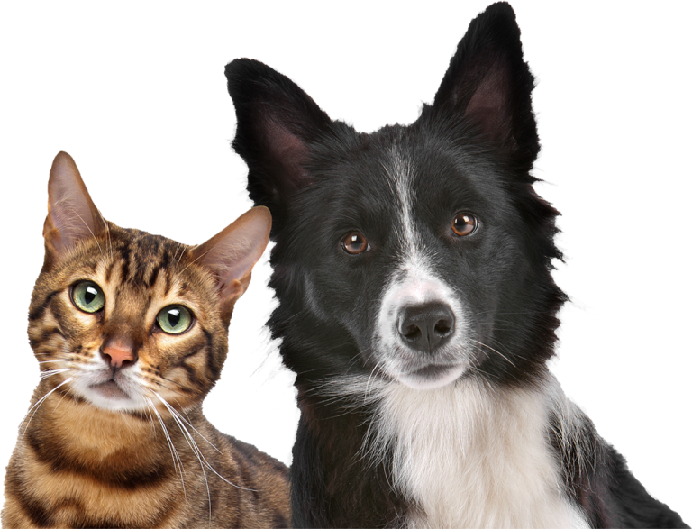 Local Events - Energy Healing For Your Dog And Cat [book] (768x587), Png Download