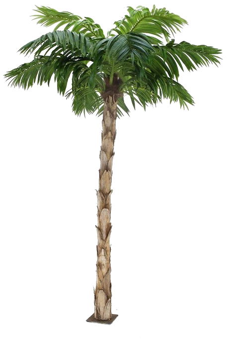 Palm Tree Png Image Background - Palm Tree (720x720), Png Download