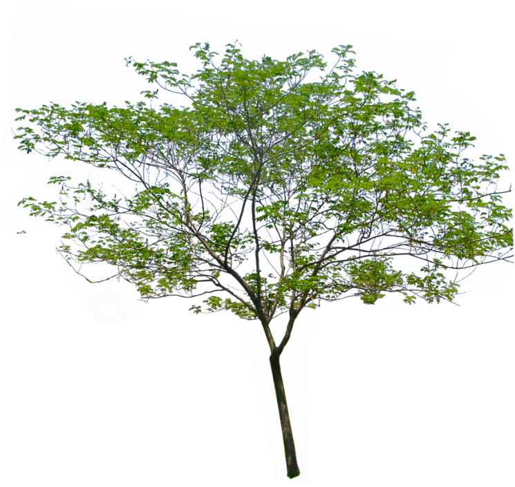 Palm Tree Png - Transparent Background Tree Png (900x900), Png Download