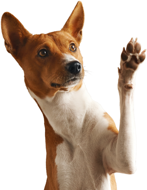 Dog - [2017 New Chip] Obedipet Dog Bark Collar Training Collar- (866x650), Png Download