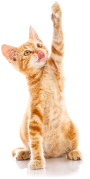 Happy Cat Png - Cat (467x362), Png Download