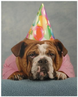 English Bulldog Dressed Up Pink Sweater And Birthday - Bulldog With Birthday Hat (400x400), Png Download