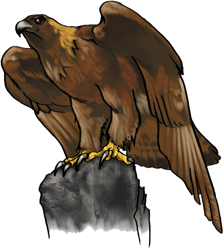 Eagle Png Photo Background - Clip Art Golden Eagle (800x886), Png Download