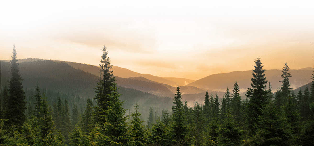 Forest - Backwoods Brides Trilogy: Three Stories Of Redemption (1200x560), Png Download