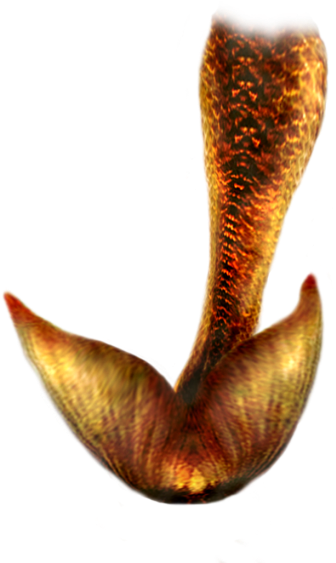Mermaid Tail Png Hd - Mermaid Tail Hd (400x600), Png Download
