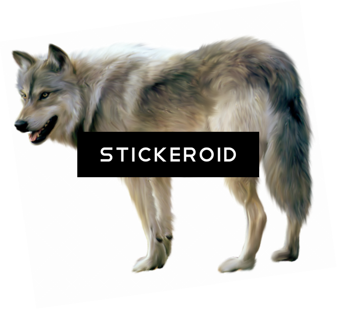 Black Wolf - Treasury Of Modern Superstitions And Charms [book] (667x612), Png Download