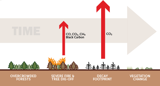 Forestcarbon-current Carbonwebsite - Climate In The Sierra Nevada (560x303), Png Download