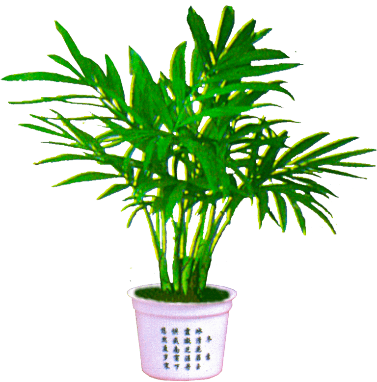 Palm Plant Png - Transparent Background Plant Png (900x900), Png Download