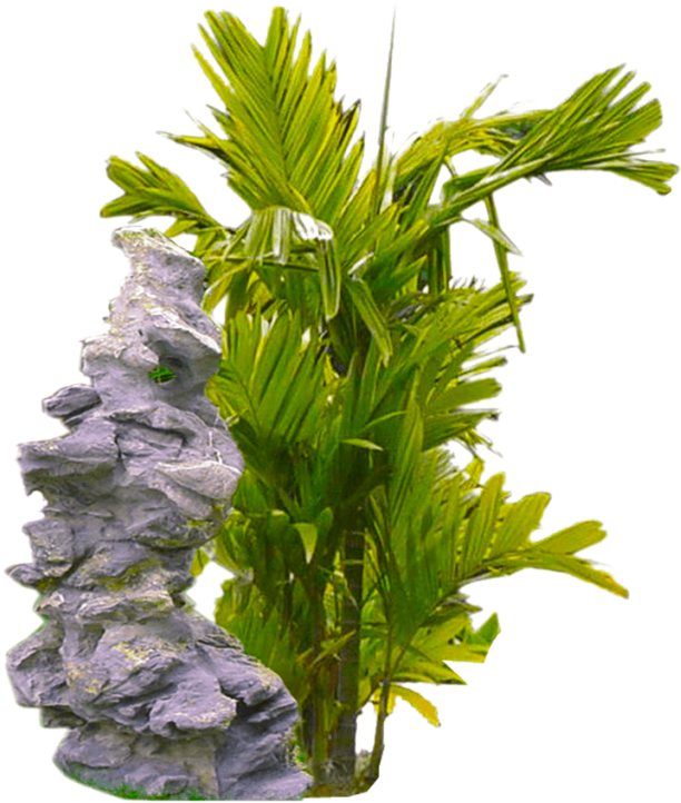 Tropical Plant Png - Tropical Plant In Transparent Background (900x900), Png Download