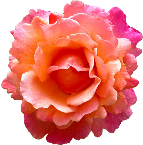 Tropical Pink Flower Png - Orange Pink Flowers Png (500x509), Png Download