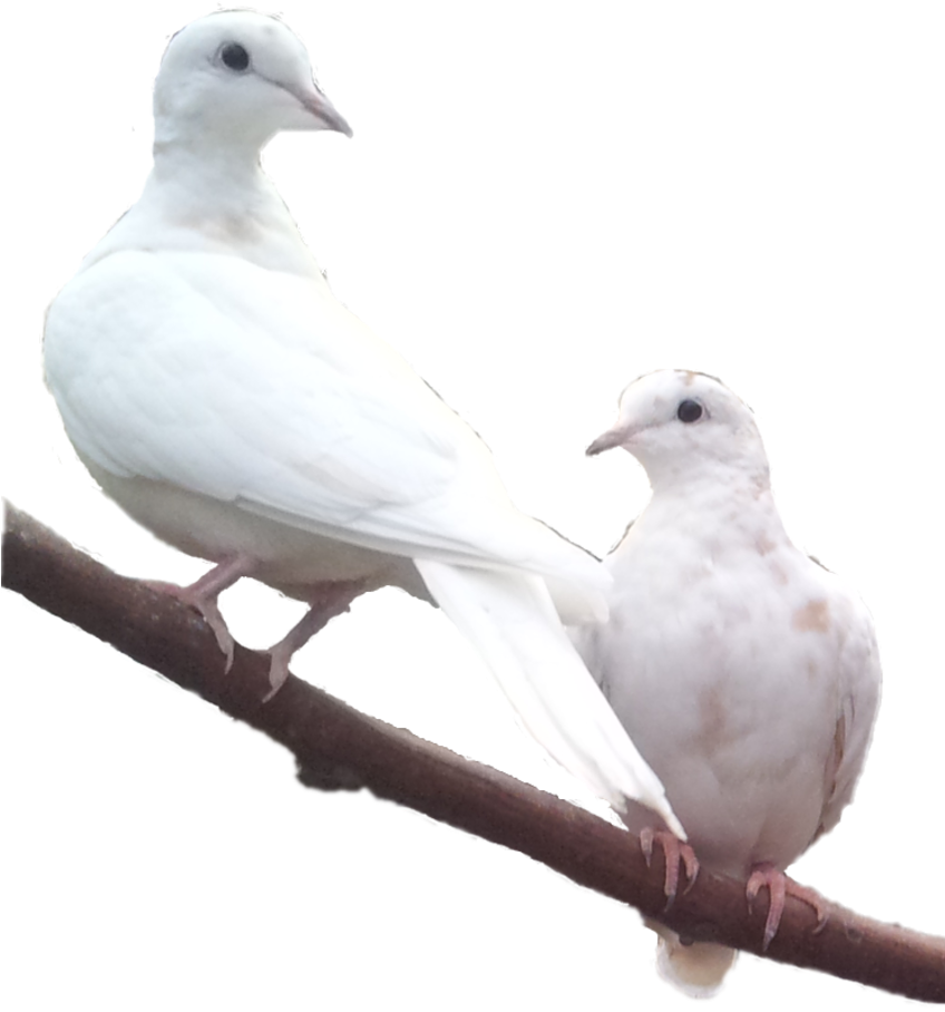 Female Evaluation Of An Ongoing Courtship Display, - Rock Dove (847x940), Png Download