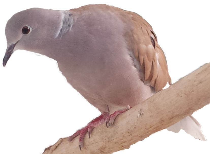 Stock Dove (847x635), Png Download