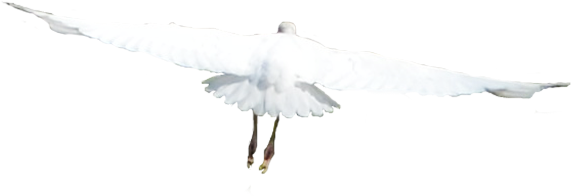 White Birds Flying Png - European Herring Gull (2224x1681), Png Download