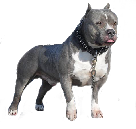 Tubes Animaux " Chiens " - Blue Pitbull Puppies (477x450), Png Download