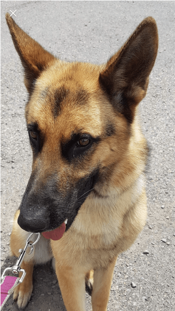 Photo Of Atlas - Old German Shepherd Dog (638x638), Png Download