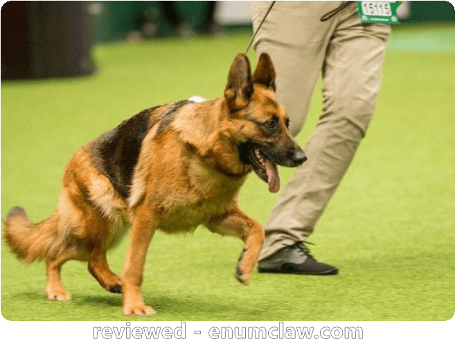 Dog (728x535), Png Download