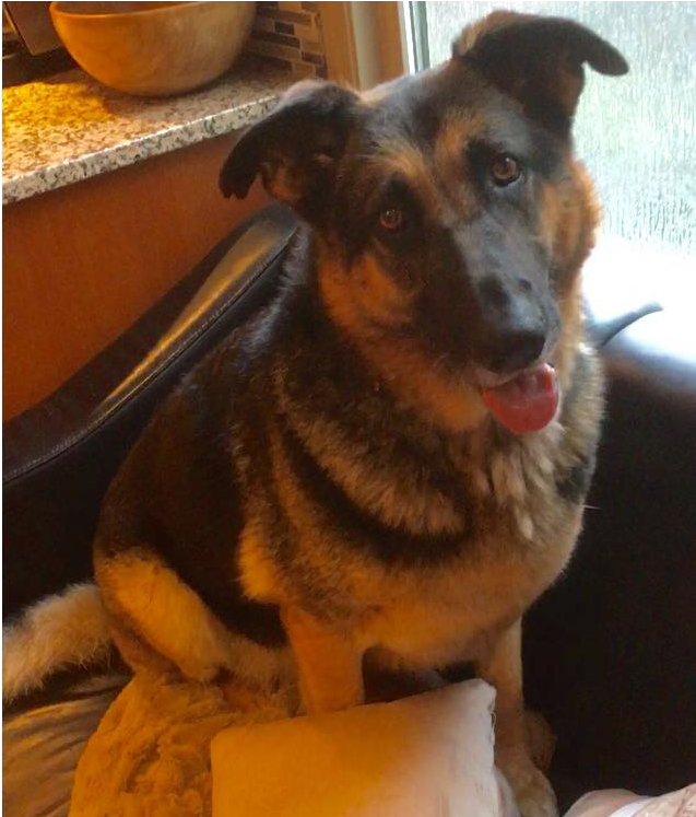 Companion Dog (800x746), Png Download