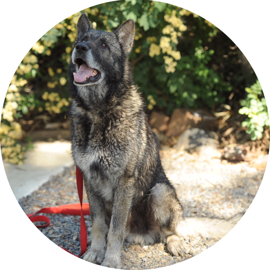 German Shepherds - Norwegian Elkhound (884x884), Png Download