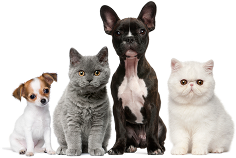 Puppy Kitten Png - Dogs Cats (475x319), Png Download