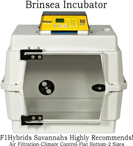 Kitten - Incubator - Brinsea Products Small Full Featured Brooder/intensive (481x488), Png Download