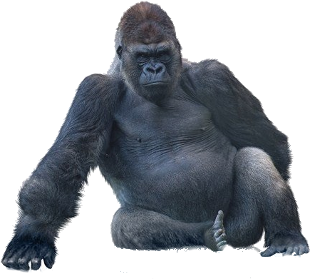 Png All - Gorilla Sitting (434x397), Png Download