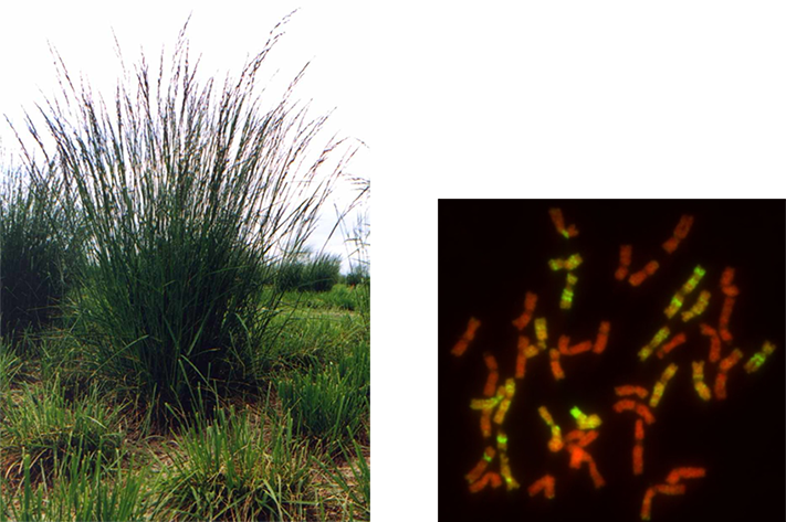 Festulolium Krasanii Varieties Tend To Look Like Tall - Grass (711x473), Png Download