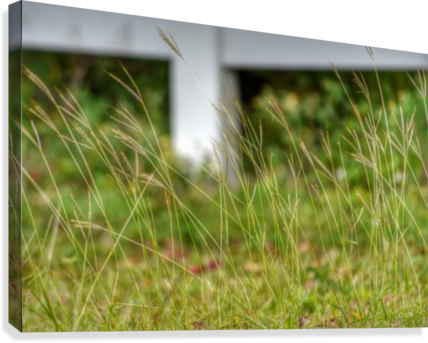 Tall Grass Canvas Print - Grass (428x343), Png Download