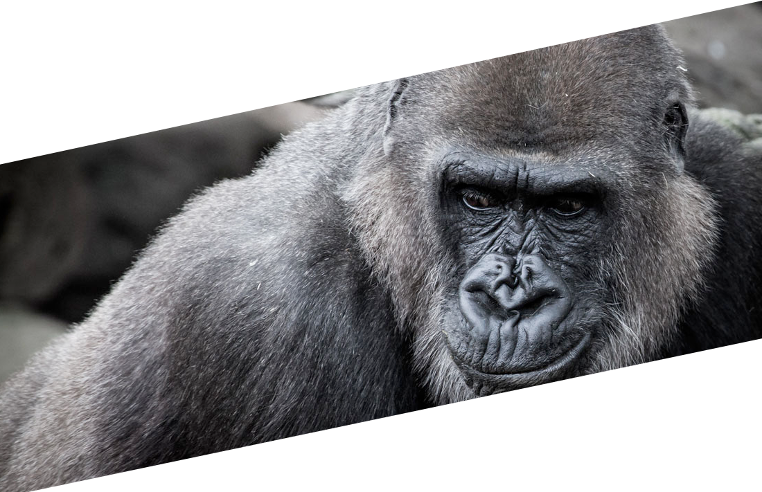 The Gorilla Troop - Western Lowland Gorilla (1100x711), Png Download