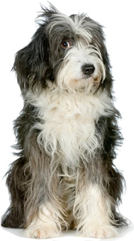 Atlanta Dog Training Resources - Tibetan Terrier And Bearded Collie (400x339), Png Download