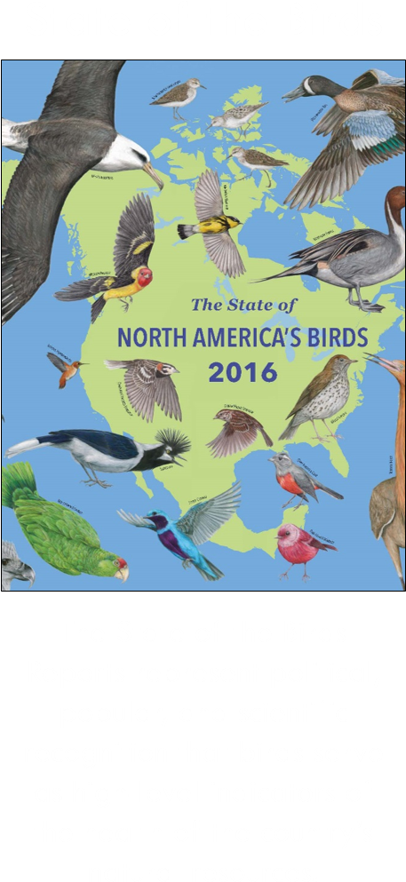 State Of Birds Button - Macaw (476x1061), Png Download