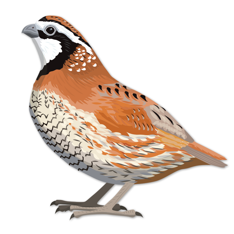 Northern Bobwhite - Northern Bobwhite Png (848x848), Png Download